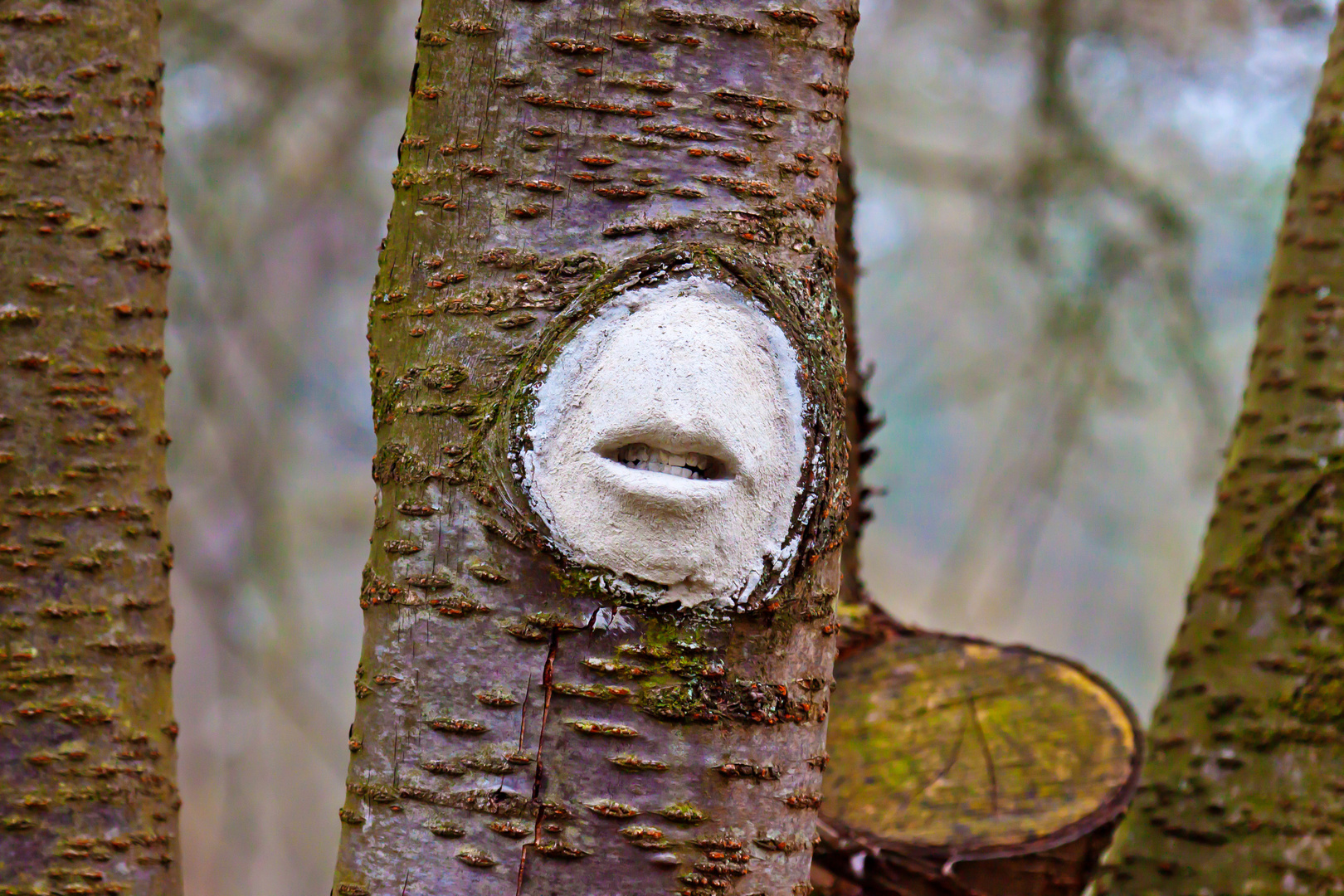 -ein Baum zeigt Zähne-