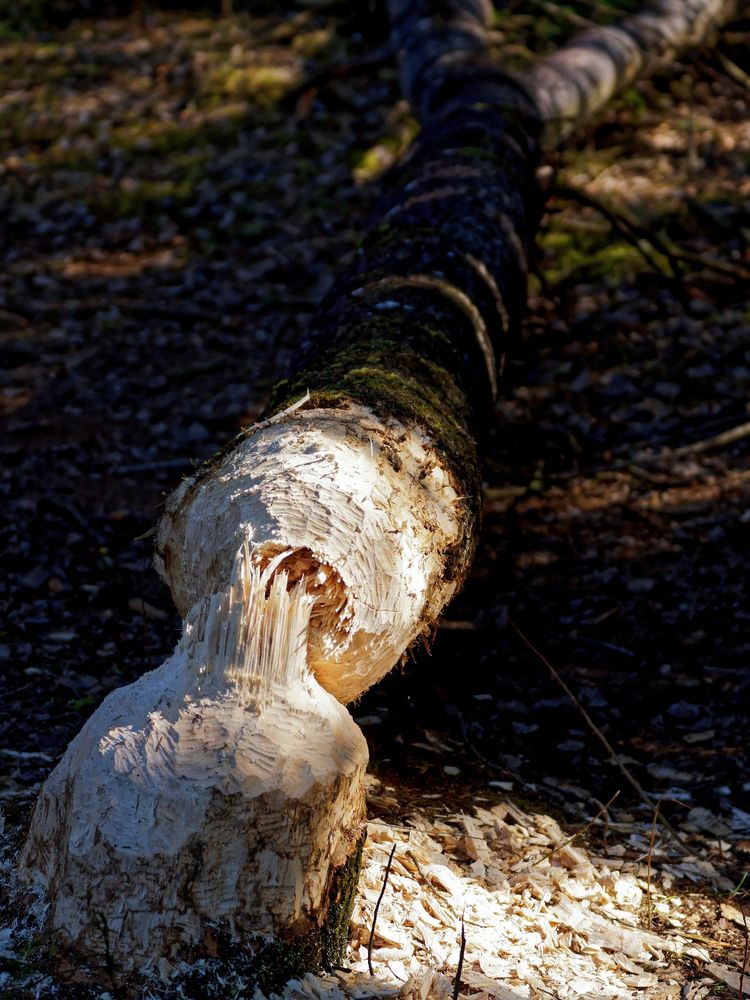 Ein Baum zum Dessert!