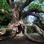 Ein Baum zum Träumen