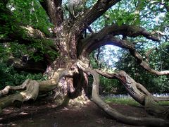 Ein Baum zum Träumen