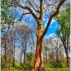 ein Baum zum umarmen