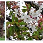 Ein Baum, zwei Blüten