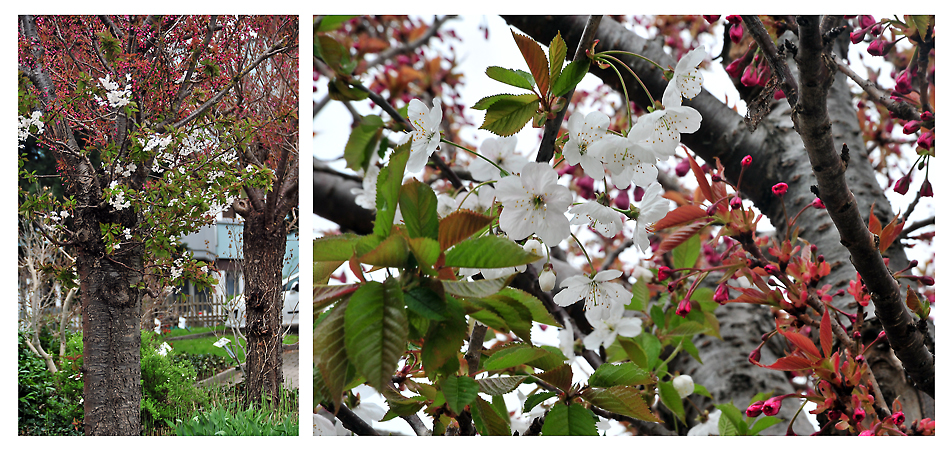 Ein Baum, zwei Blüten