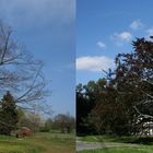 Ein Baum, zwei Jahreszeiten