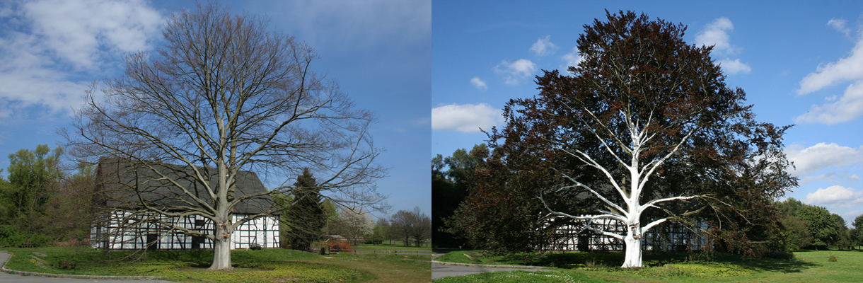 Ein Baum, zwei Jahreszeiten