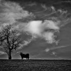 ein Baum, zwei Kühe