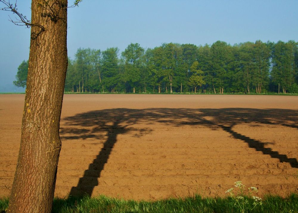 Ein Baum-Zwei Schatten