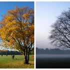 Ein Baum - zwei Stimmungen