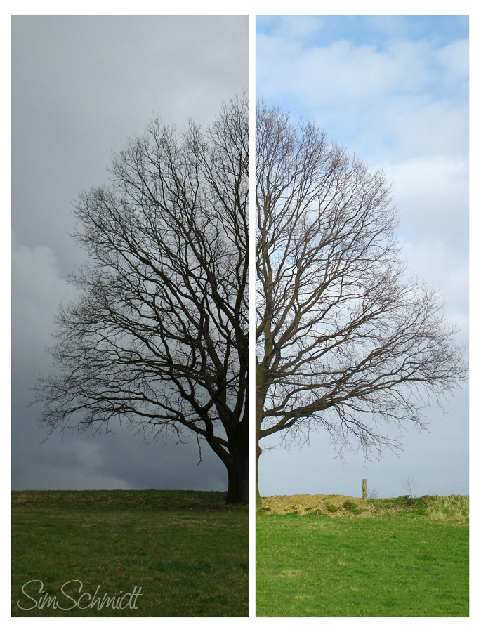 ein Baum zwei Tage