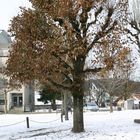 ein baum zwei welten