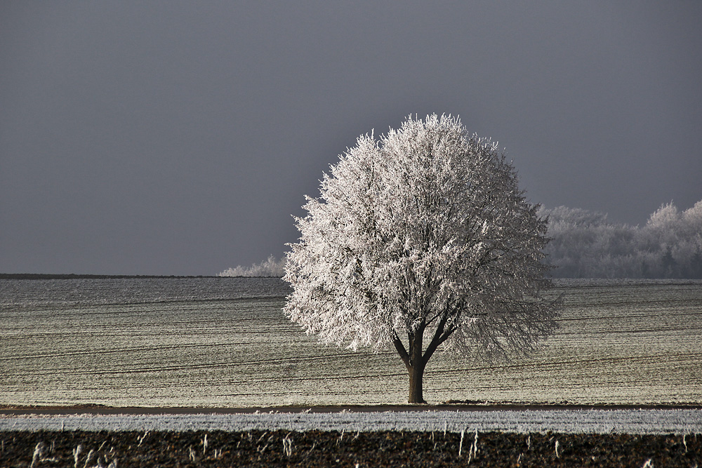 ein Baum........ein Raureif-Traum