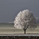 ein Baum........ein Raureif-Traum