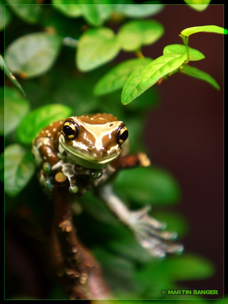 Ein Baumhöhlen Krötenlaubfrosch . . .