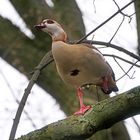 Ein Baumläufer? Ein Baumsteher?