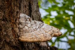 Ein Baumpilz im Britzer Garten