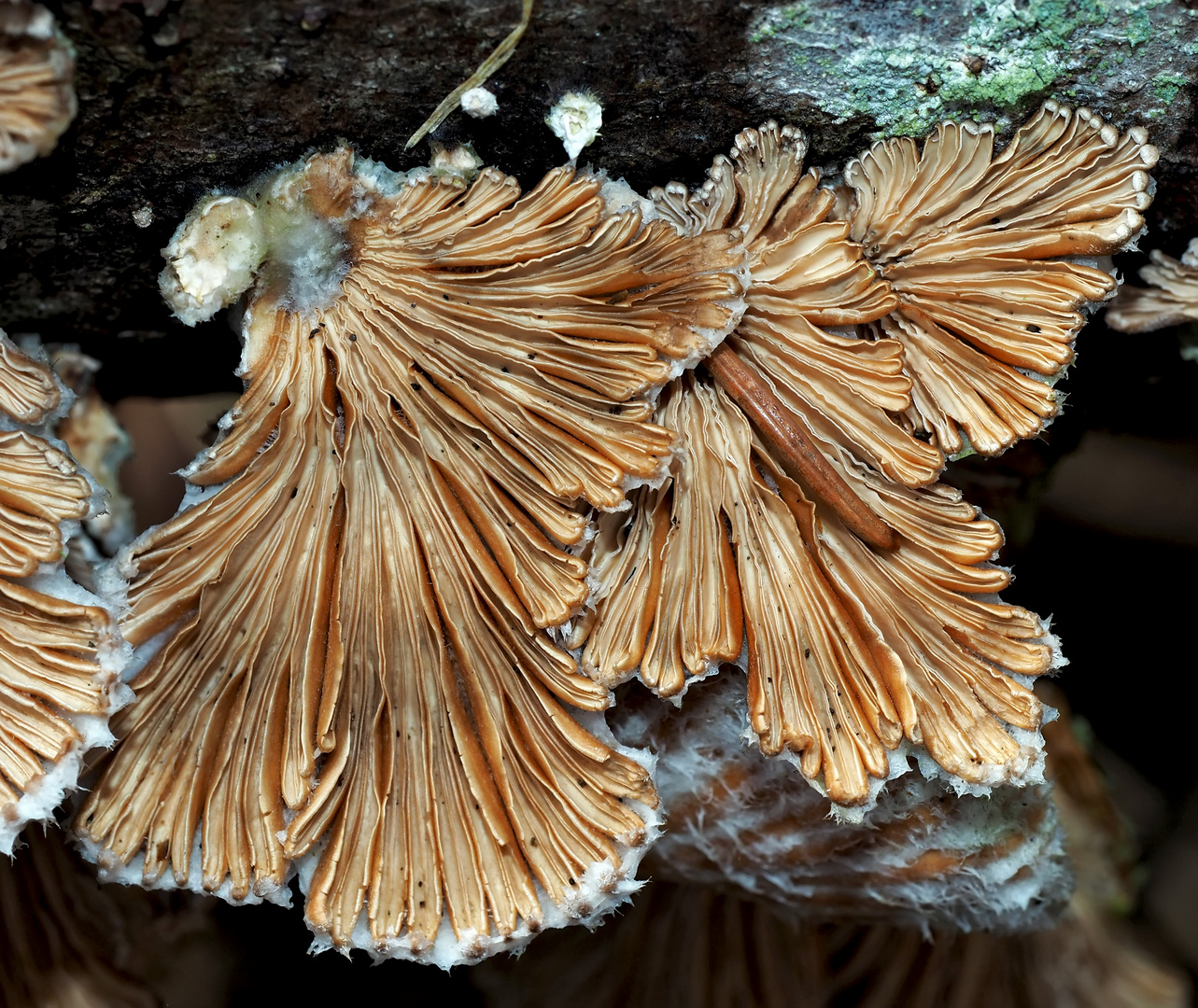 Ein Baumpilz mit interessanten Strukturen..! * - Le Schizophylle commun aux formes dynamiques...