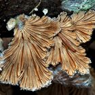 Ein Baumpilz mit interessanten Strukturen..! * - Le Schizophylle commun aux formes dynamiques...