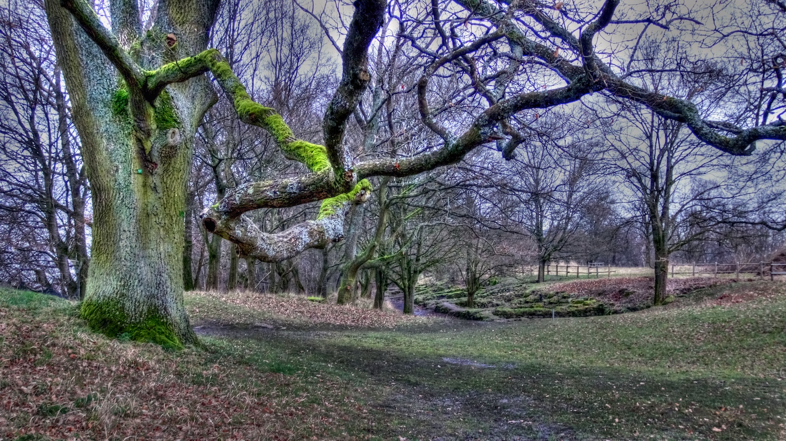 Ein Baumriesen auf dem Glauberg-Plateau