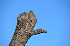 Ein Baumstamm mit zwei Gesichtern