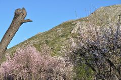 Ein Baumstamm schaut über den Berg