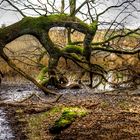 Ein Baumstamm vergeht am Ufer des Gelderner Sees