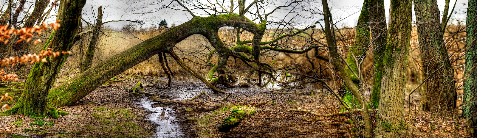 Ein Baumstamm vergeht am Ufer des Gelderner Sees