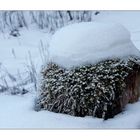 ein Baumstumpf mit Haaren und Hut.....