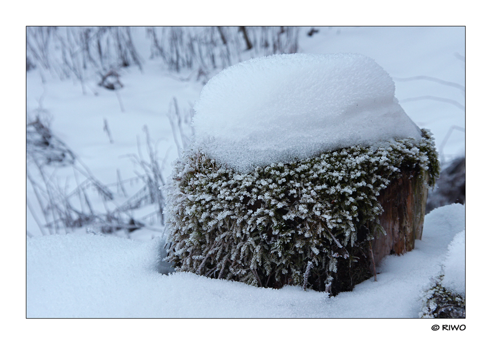 ein Baumstumpf mit Haaren und Hut.....