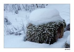 ein Baumstumpf mit Haaren und Hut.....