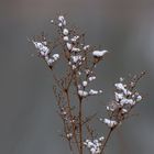 Ein "Baumwollblümchen" vom Wochenende zur Wochenmitte (Mittwochsblümchen)....