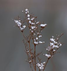 Ein "Baumwollblümchen" vom Wochenende zur Wochenmitte (Mittwochsblümchen)....