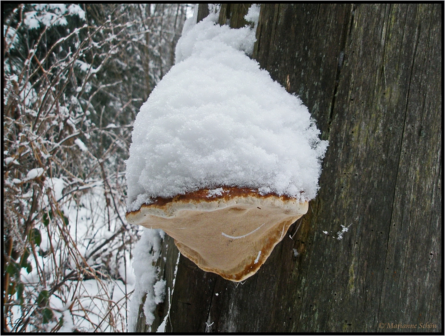 Ein Baumzwerg-ä-Pilz mit Schneepudelmütze...