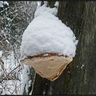 Ein Baumzwerg-ä-Pilz mit Schneepudelmütze...