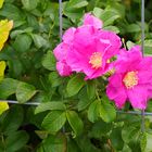 Ein Bauzaun als Rankhilfe - Wicken und wilde Rosen im Brachland