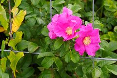 Ein Bauzaun als Rankhilfe - Wicken und wilde Rosen im Brachland