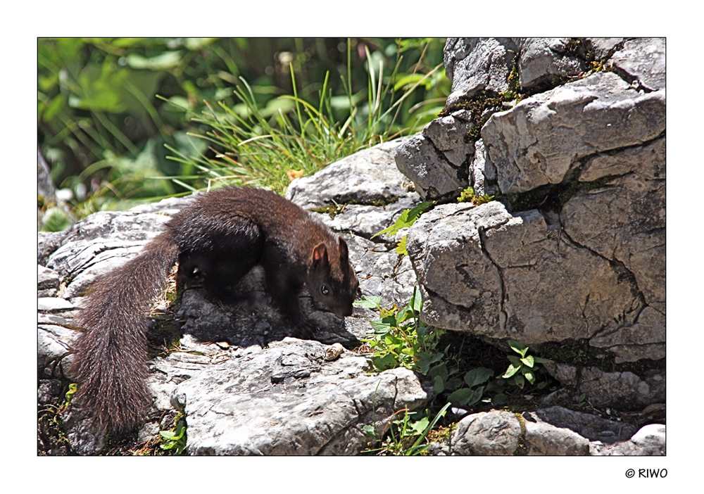 ein bayrisches Eichhörnchen erwischt auf einem Berg.............