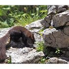 ein bayrisches Eichhörnchen erwischt auf einem Berg.............