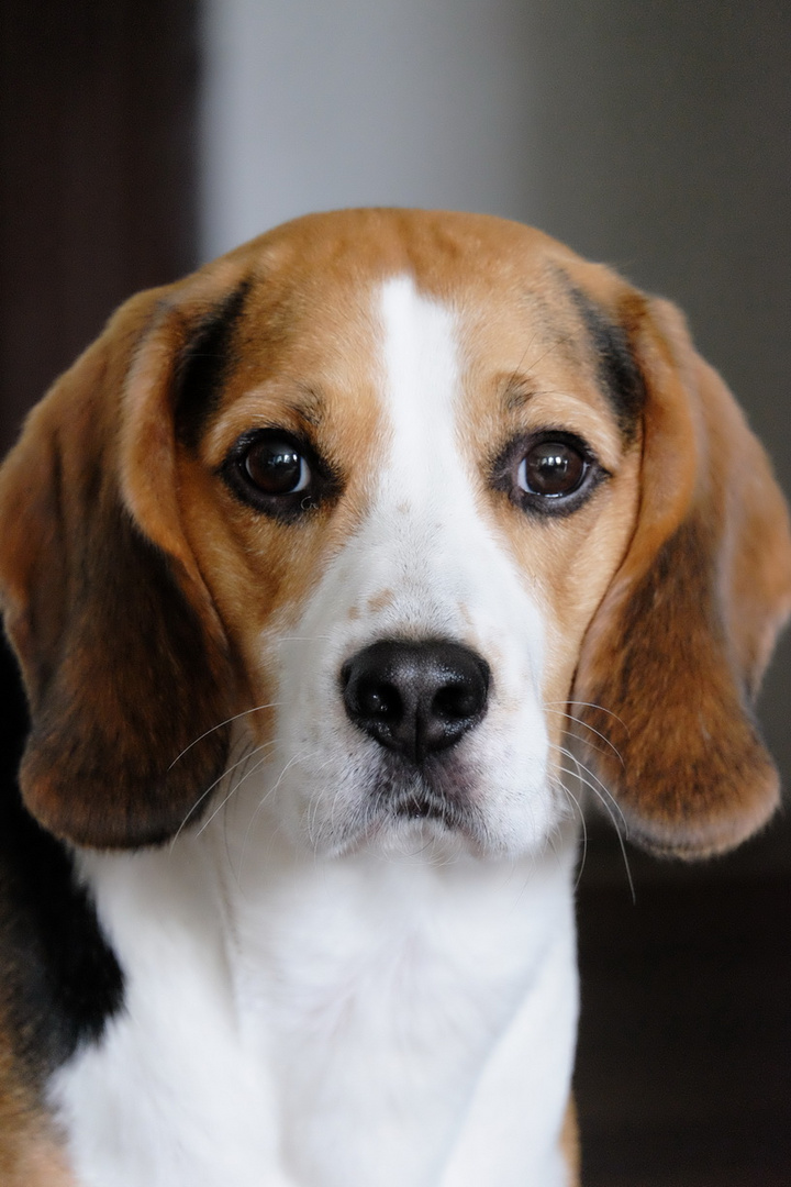 Ein Beagle