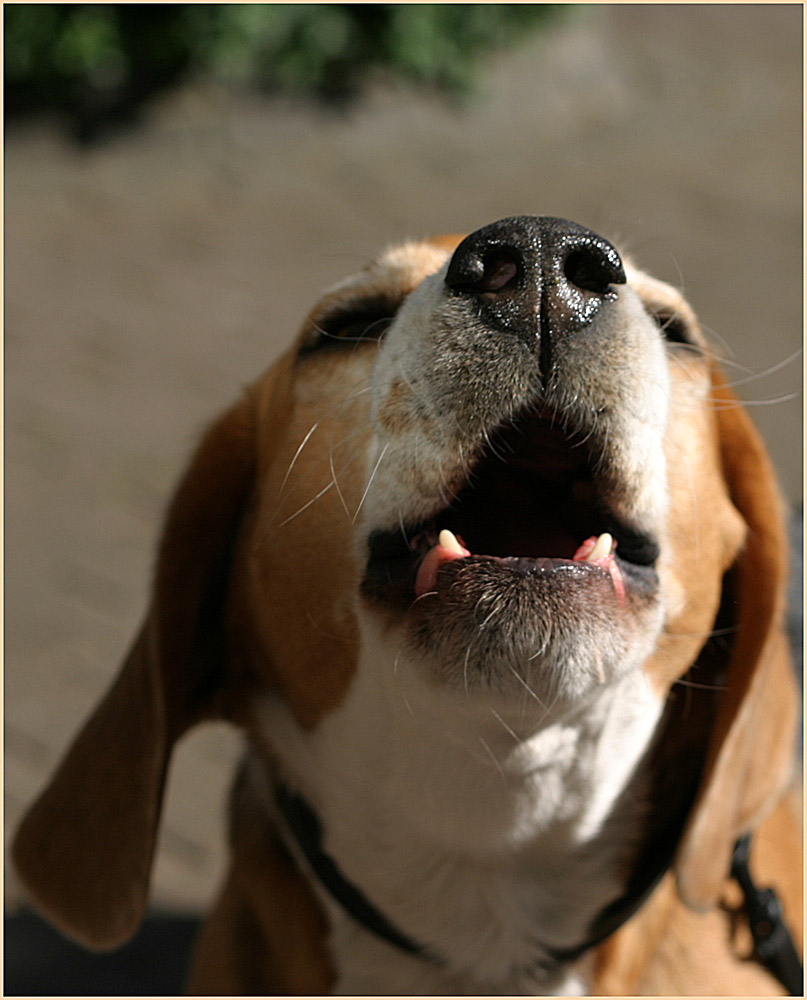 Ein Beagle...