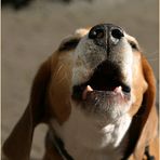 Ein Beagle...
