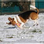ein Beagle dreht durch