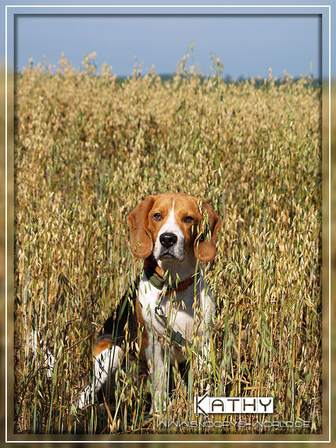ein Beagle im Kornfeld