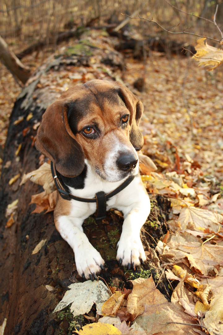 ein beagle liegt im Walde, ganz still und stumm....