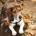 ein beagle liegt im Walde, ganz still und stumm....