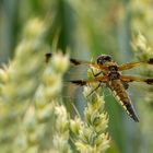 Ein Beau im Kornfeld