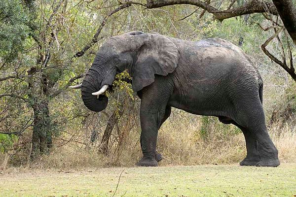 Ein beeindruckender Elefant (1)