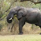 Ein beeindruckender Elefant (1)