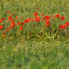 Ein Beet im Kornfeld