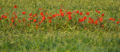 Ein Beet im Kornfeld