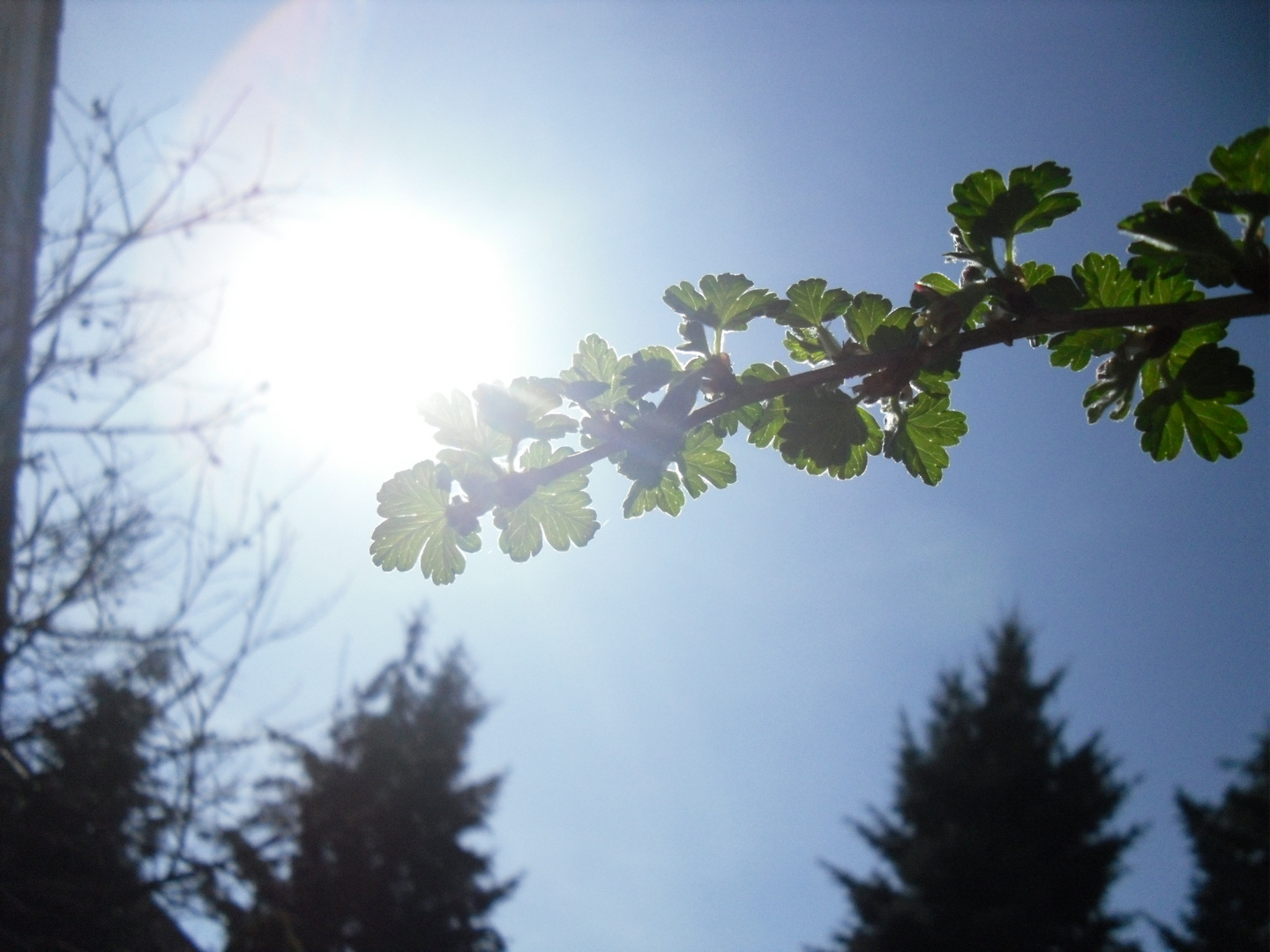 Ein befrühlingter Apfelbaumast